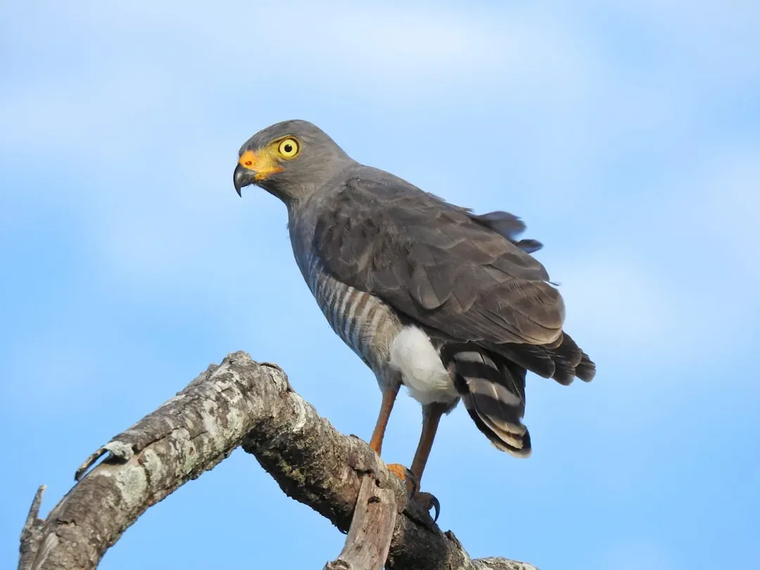 Ridgway's Hawk - Hispaniola (Image Credits: Unsplash)