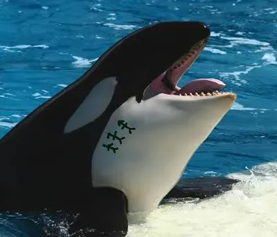 Orcas Hunt With Sadistic Precision (Image Credits: Flickr)