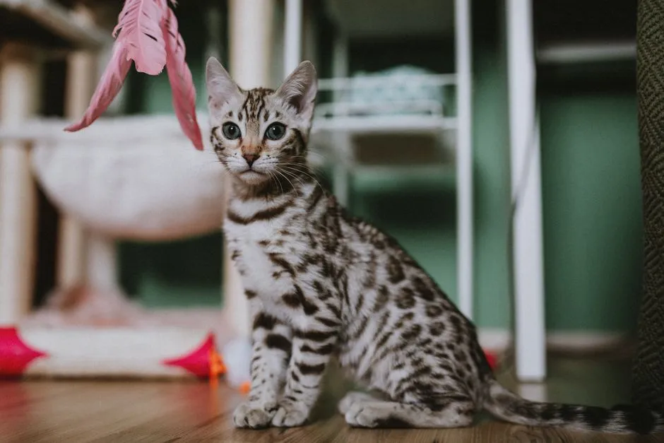 #14 - Bengal (Image Credits: Pexels)