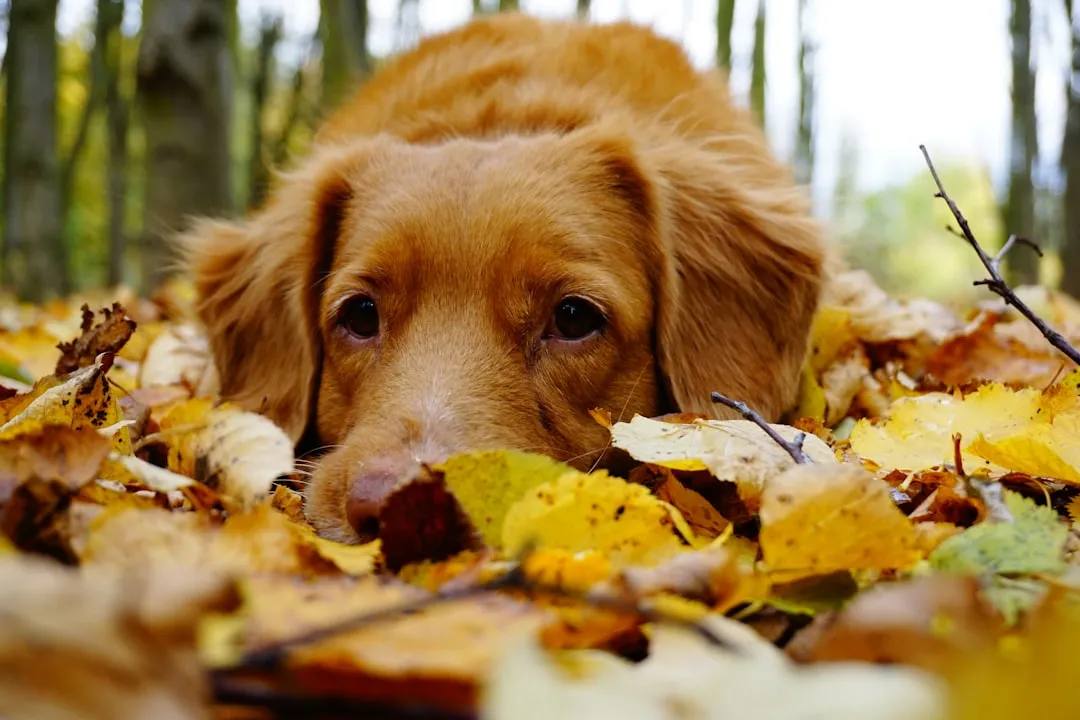 Conclusion: Autumn Is Your Wake-Up Call – If You Let It Be (Image Credits: Unsplash)