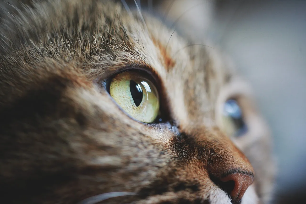 #3 - The Subtle Shift in Their Eyes and Expression (Image Credits: Pixabay)