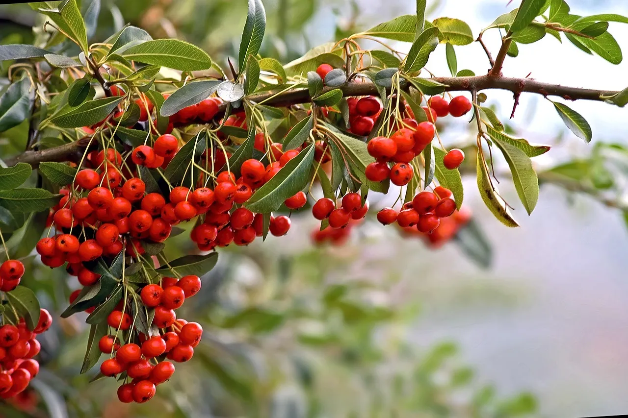 9. Planting Fruit Trees and Perennials Like Infrastructure, Not Décor (Image Credits: Pixabay)