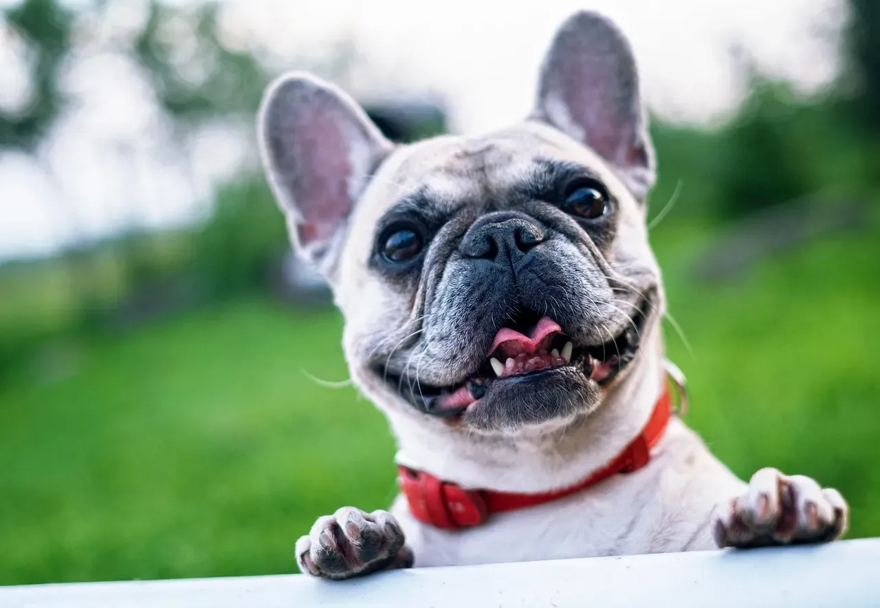 Bulldog (Image Credits: Pixabay)