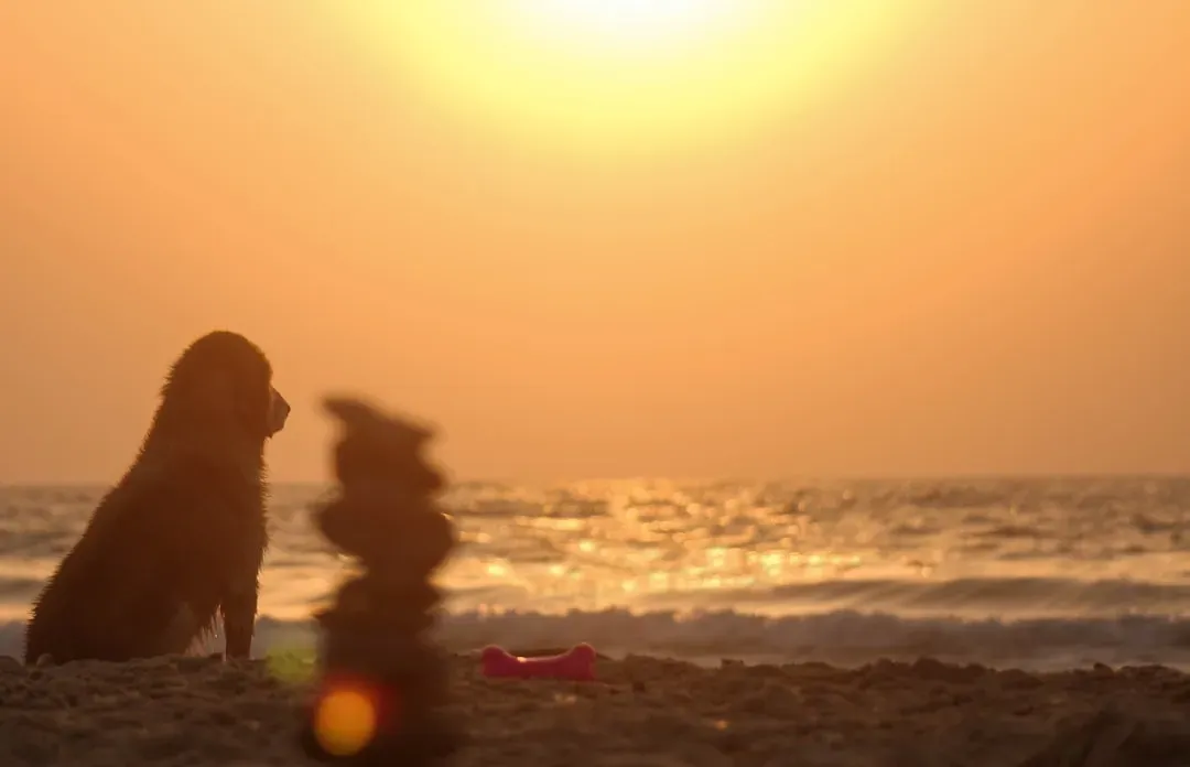 1. Your Summers Are Getting Relentlessly Hotter (Image Credits: Unsplash)