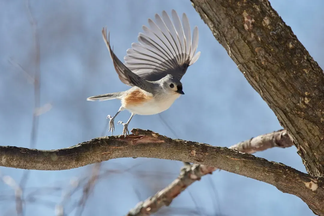 #11: The Oldest Known Wild Tufted Titmouse Lived Over Thirteen Years (Image Credits: Unsplash)