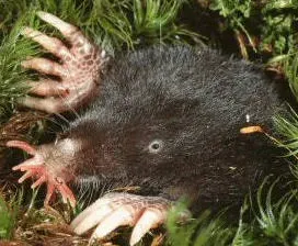Star-Nosed Mole (Image Credits: Flickr)