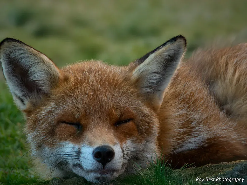 A Miniature Fox with a Giant Ecological Role (Image Credits: Flickr)