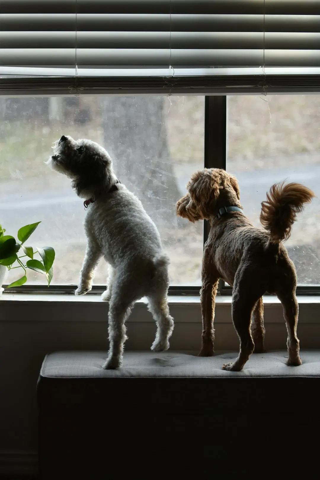 Standing in the Gap: Physical Protection Through Pack Instinct (Image Credits: Unsplash)