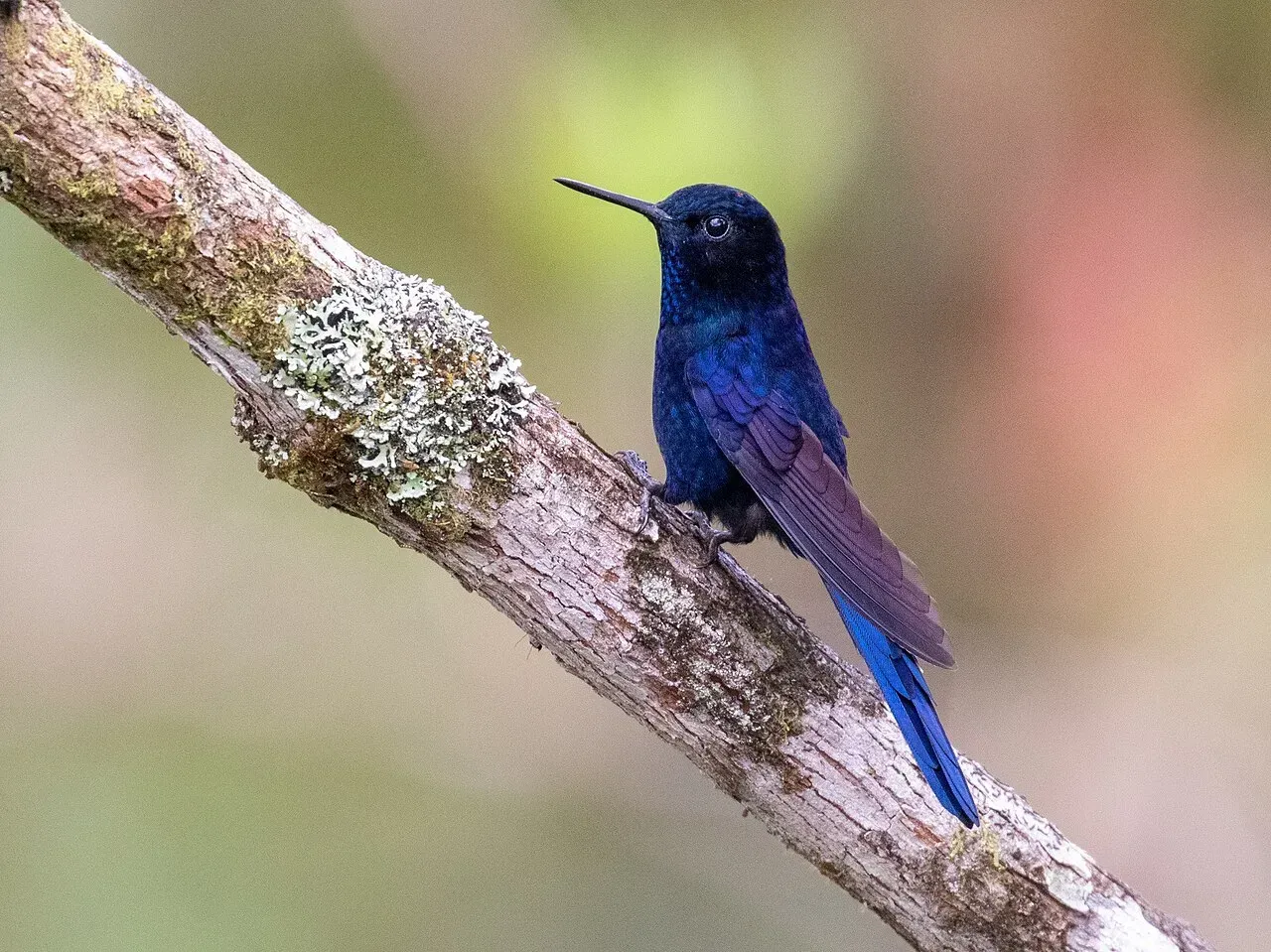 The Royal Sunangel: Jewel of the Sandy Ridge Forests (Image Credits:  Royal Sunangel: (c) thibaudaronson, some rights reserved (CC BY-SA), CC BY-SA 4.0, via Wikimedia Commons)