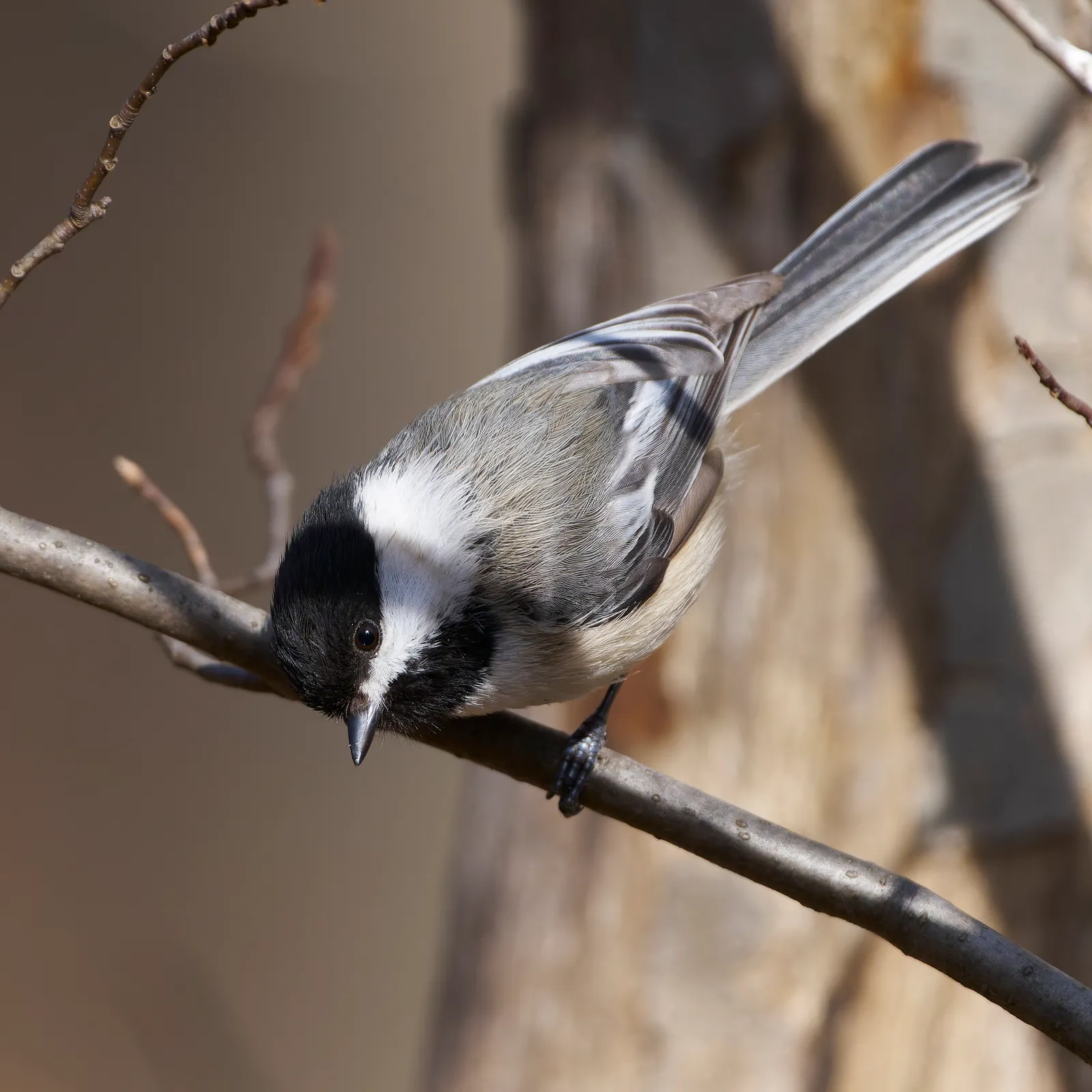 Why Complex Alarm Calls Evolved in Such Small Birds (By Paul Danese, CC BY-SA 4.0)