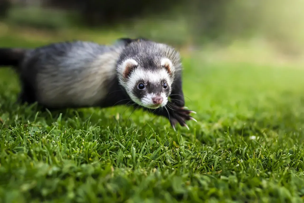 3. Ferrets (Image Credits: Pixabay)