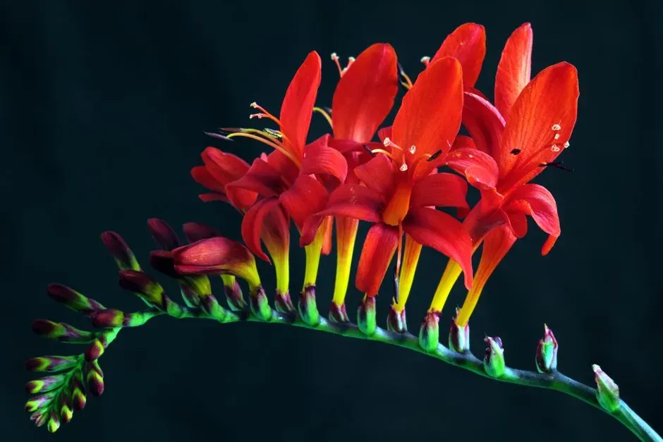 #8 &ndash; Crocosmia 'Lucifer' Lights Up the Garden Like a Signal Flare (Image Credits: Pexels)