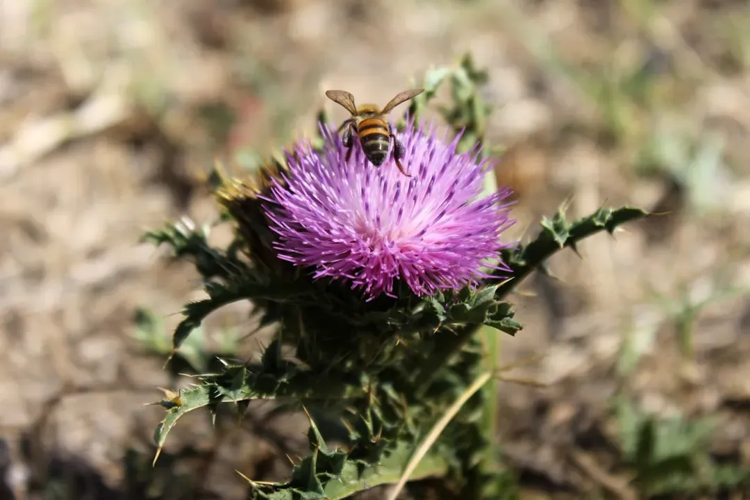 Conclusion: A Tiny Creature Holding the World Together (Image Credits: Unsplash)