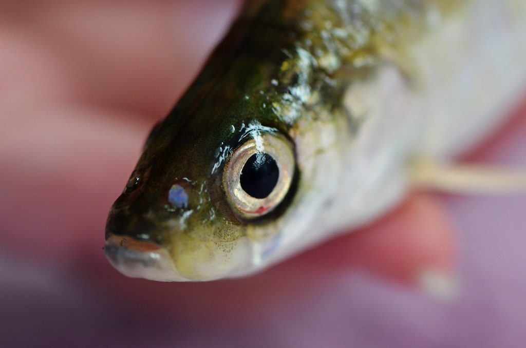 The Bloater: The Fish That Literally Inflates (Image Credits: Flickr)