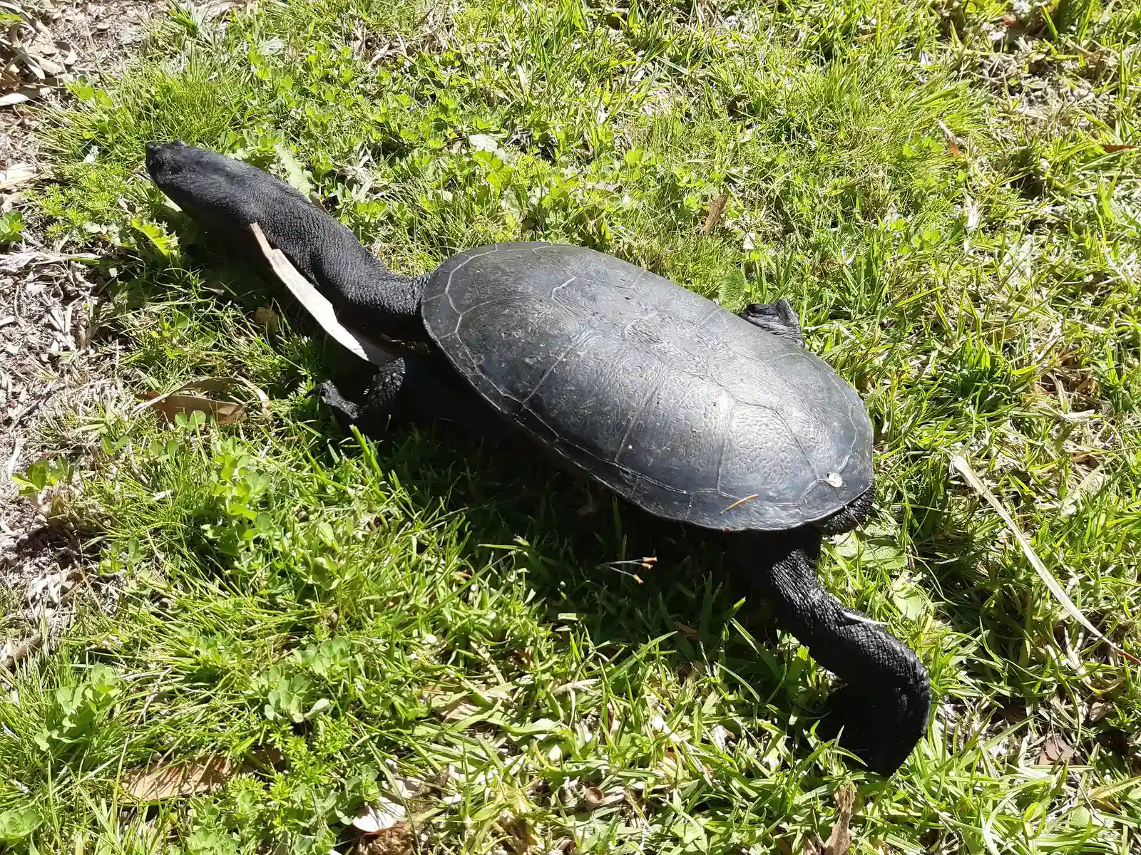 Roti Island Snake-Necked Turtle: The Serpentine Marvel (Image Credits: Wikimedia)
