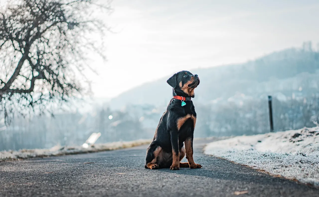 #7 - The Rottweiler That Left the Front Porch Patrol (Image Credits: Pixabay)