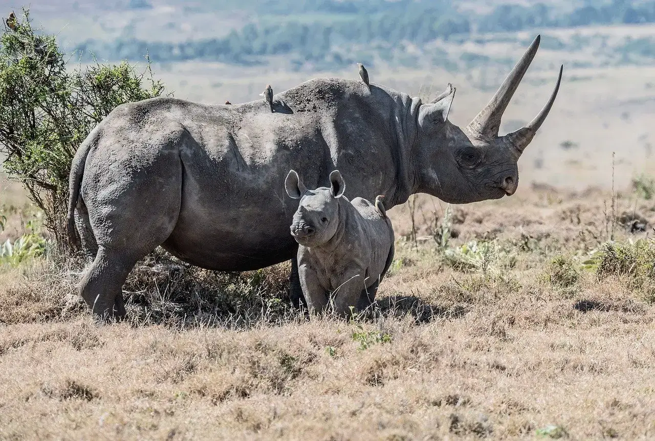 5. The Greater One-Horned Rhinoceros: A Blueprint for Rhino Recovery (Image Credits: Pixabay)