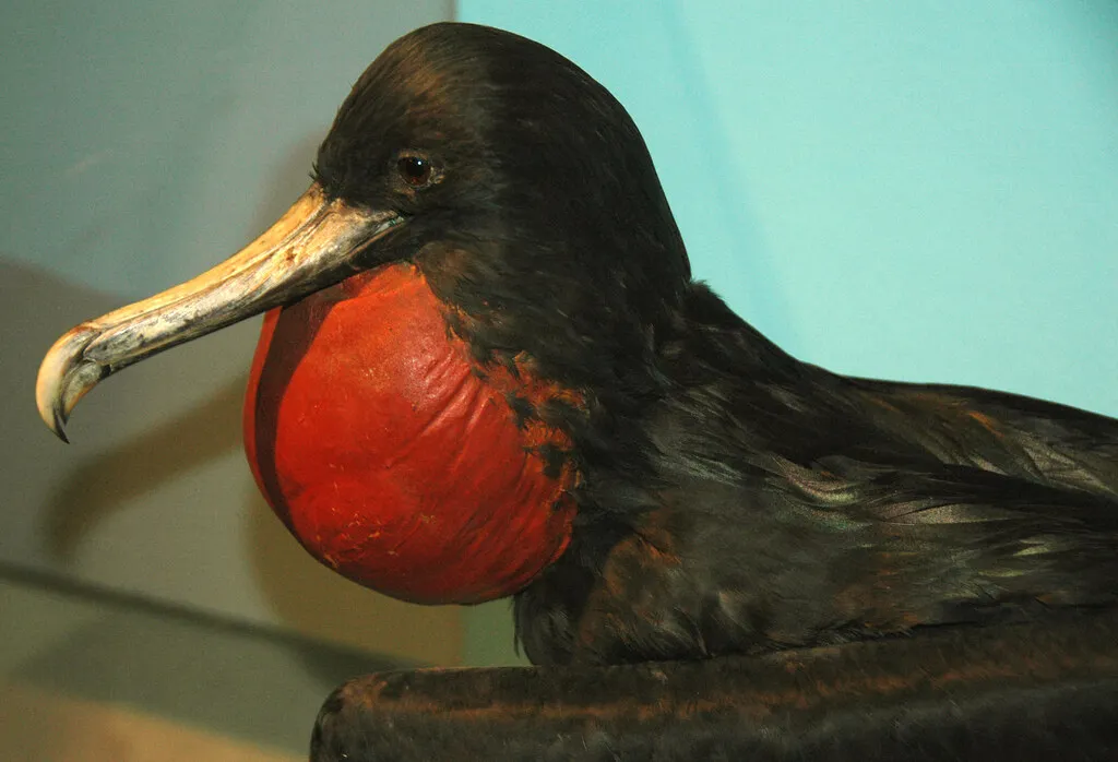 Why Sleeping in Flight Matters for Survival (James St. John, Flickr, CC BY 2.0)