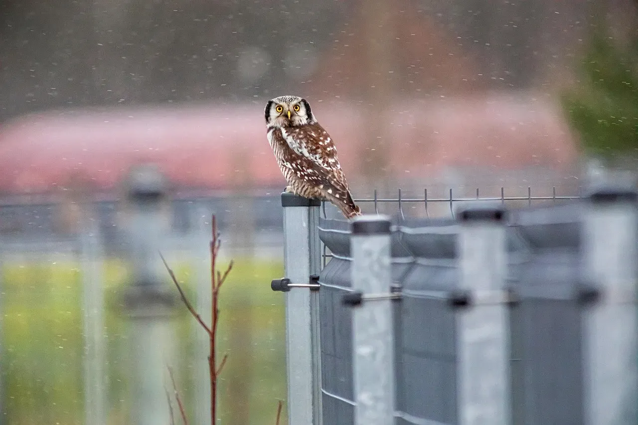 Choosing a Fence as a Prime Perch (Image Credits: Pixabay)