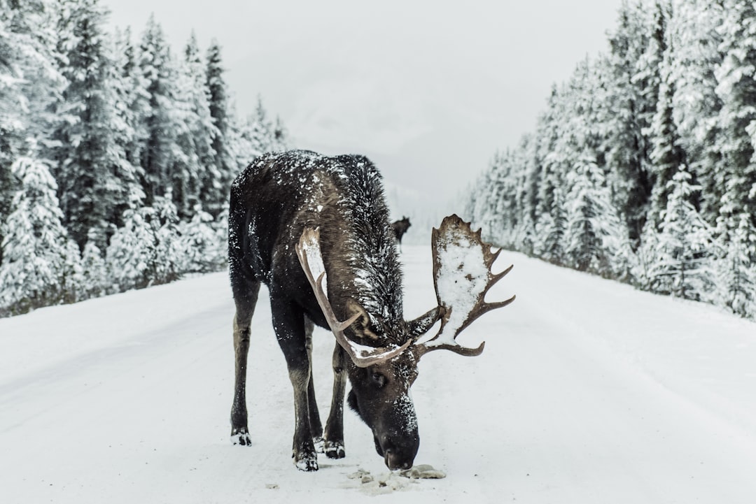 Winter Stress and Food Scarcity Drive Desperate Behavior (Image Credits: Unsplash)