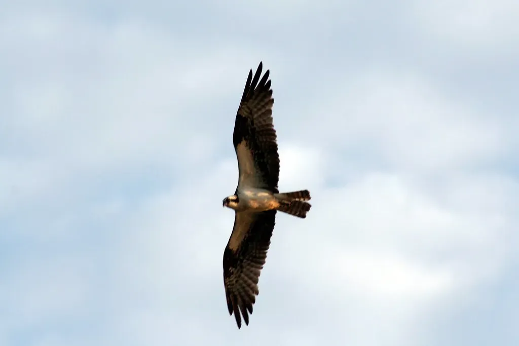 Virginia: Eastern Coastal Leader (Image Credits: Flickr)