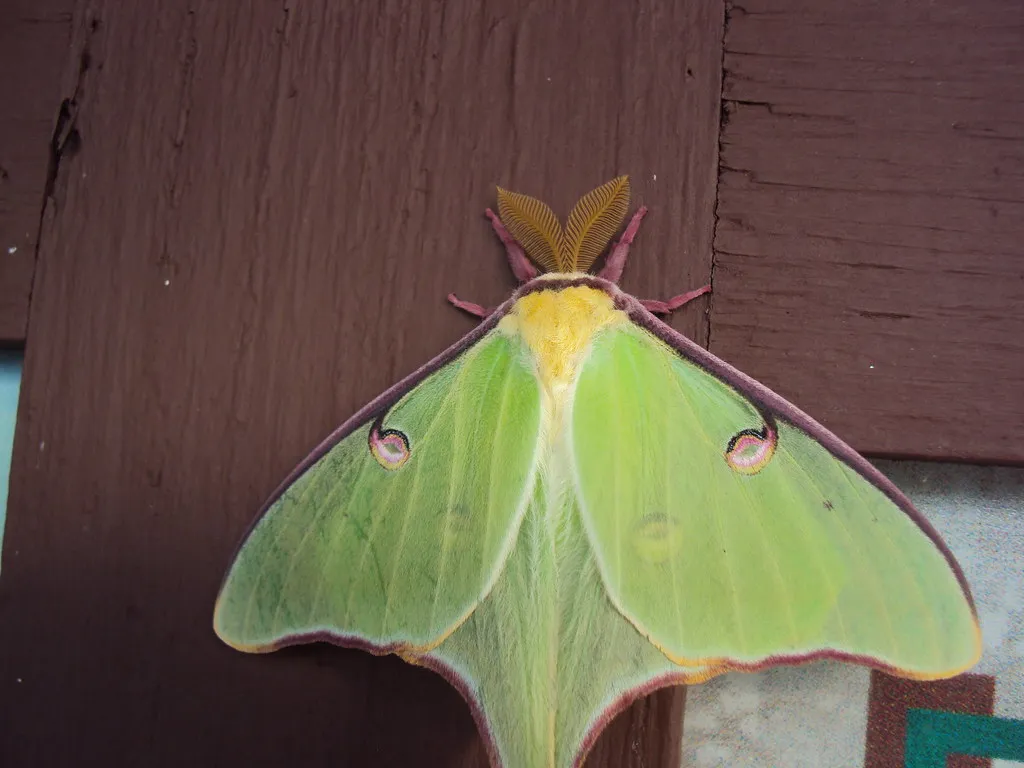 12. The Luna Moth: A Living Ghost With Only Seven Days to Live (Nature_Freak, Flickr, CC BY 2.0)