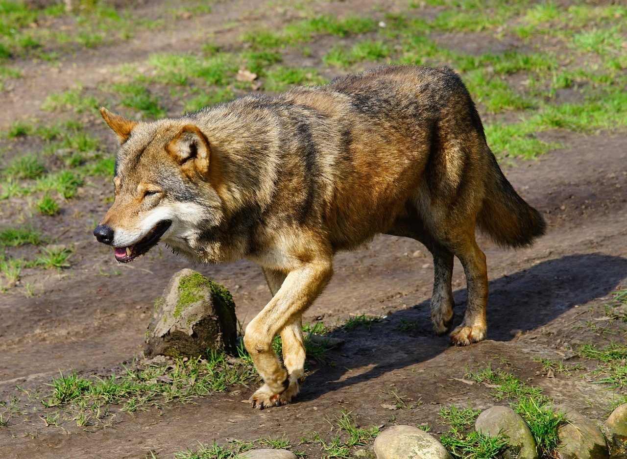 Animals That Predict Earthquakes Hours Before They Strike (Image Credits: Pixabay)