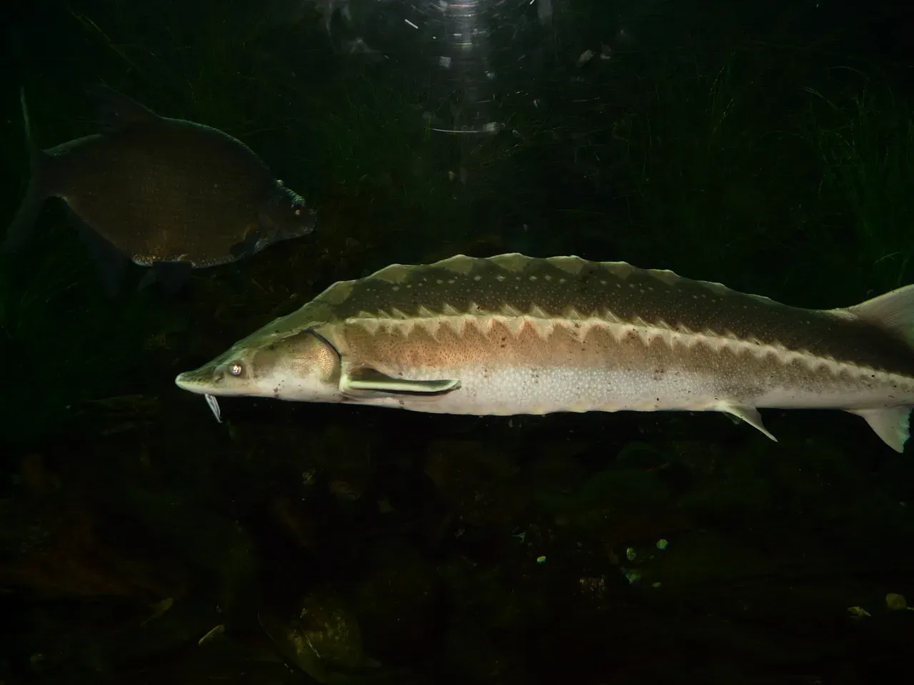 The Lake Sturgeon: A Living Fossil in Deep American Waters (Image Credits: Pixabay)