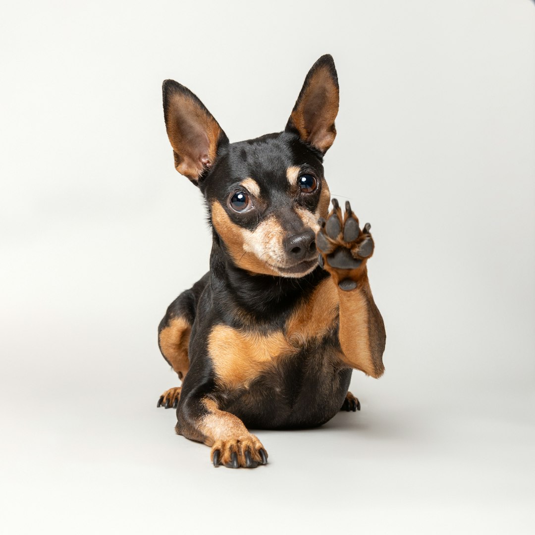 #5 - Miniature Pinscher (Image Credits: Unsplash)