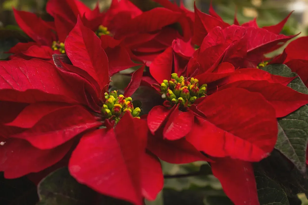 1. Poinsettia: The Christmas Star (Image Credits: Pixabay)