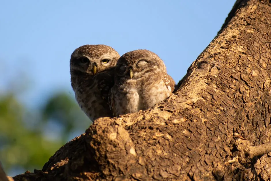 13. Owls Choose to Roost Close to Your Home (Image Credits: Pexels)
