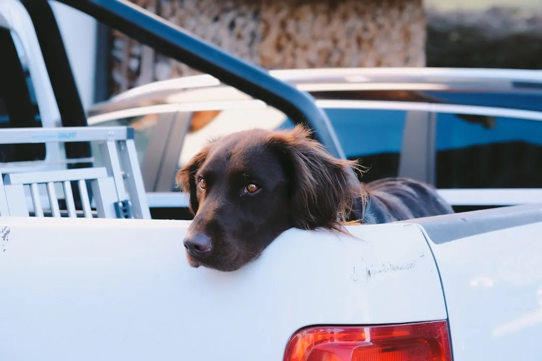#2 - They Refuse Car Rides, And It's Not Retirement From Adventure (Image Credits: Unsplash)
