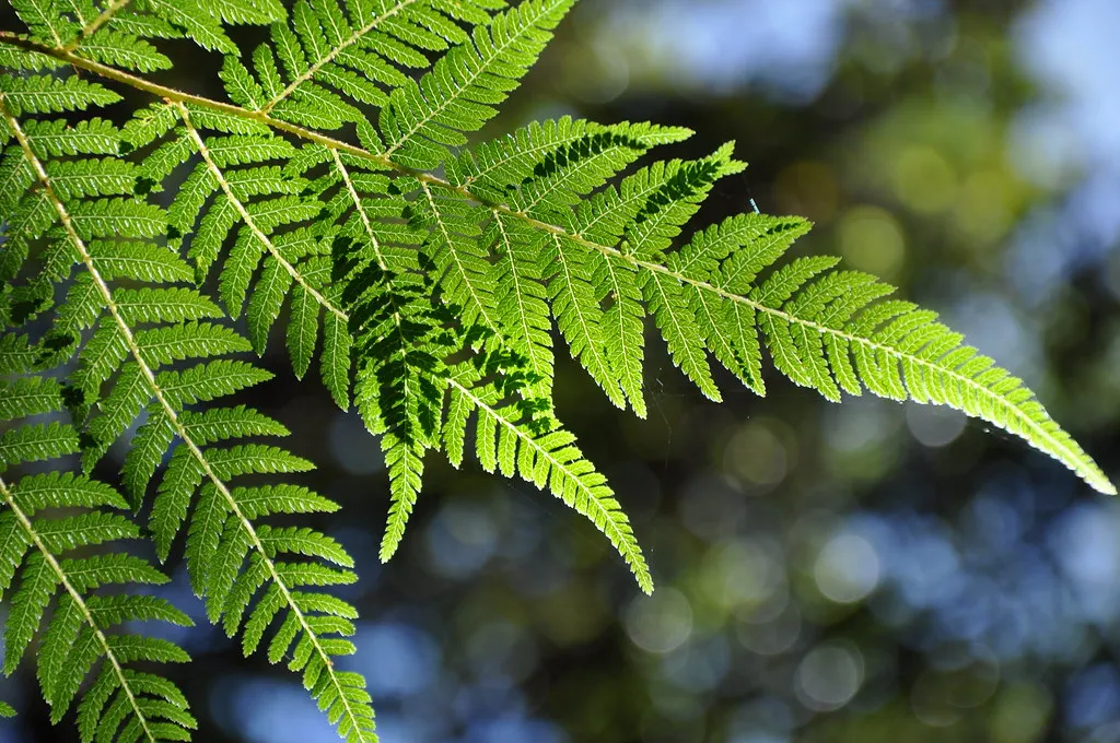 #4 Native ferns (70_musclecar_RT+6, Flickr, CC BY-SA 2.0)
