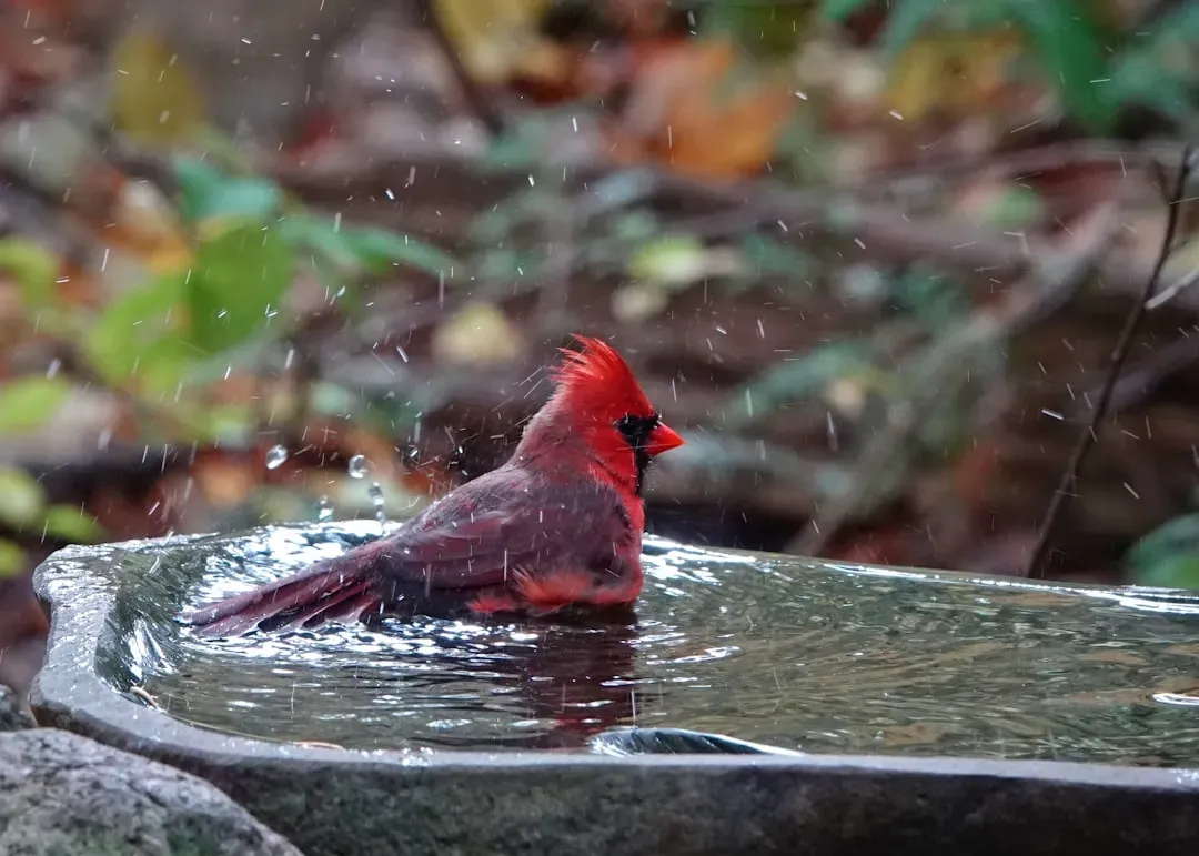 They Bathe and Preen in Open Water (Image Credits: Unsplash)