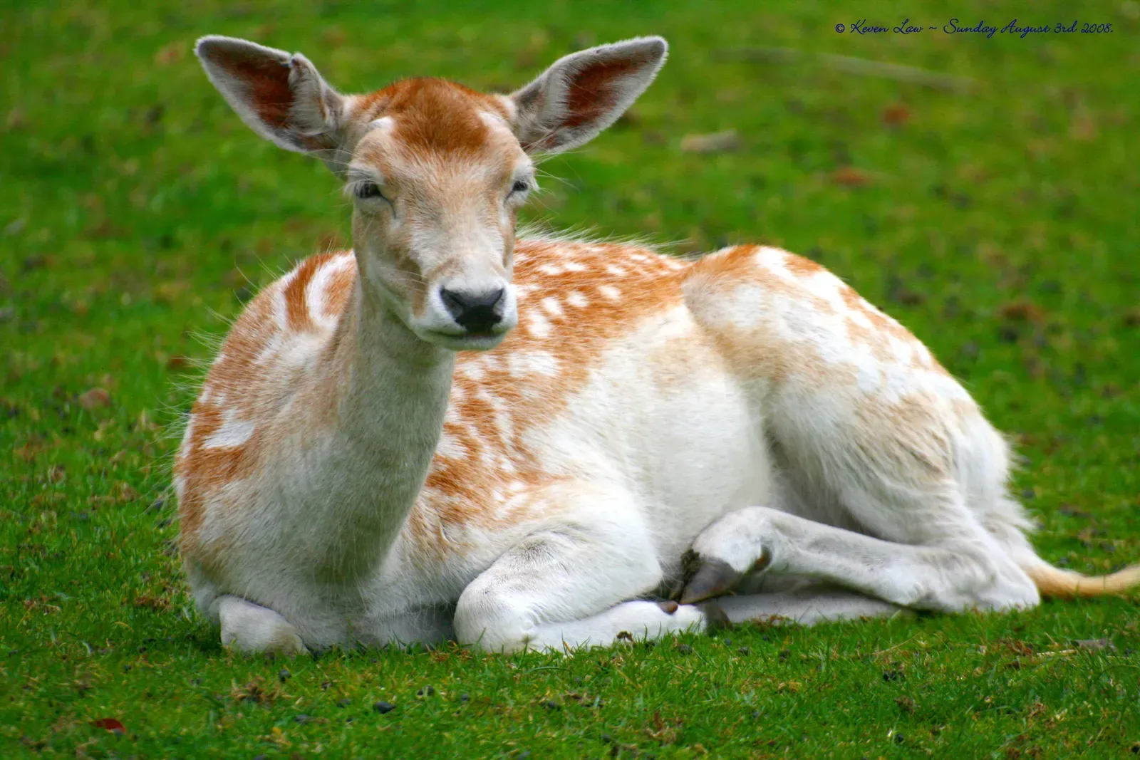 Wild, Feral, or Tame: The Confusion Runs Surprisingly Deep (Image Credits: Wikimedia)