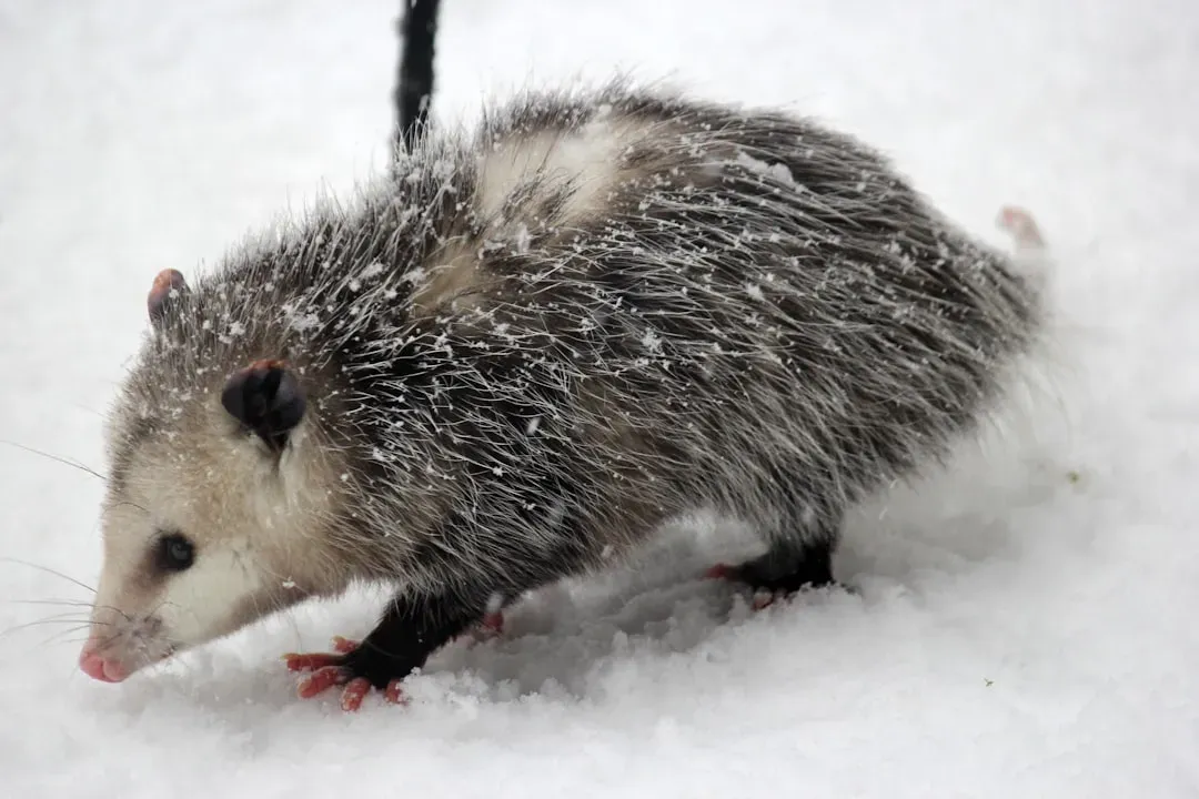 The Opossum Deserves a Serious Reputation Upgrade (Image Credits: Unsplash)