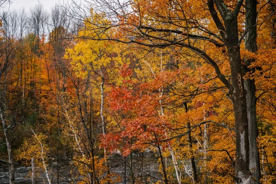 Sugar Maple (Image Credits: Pexels)