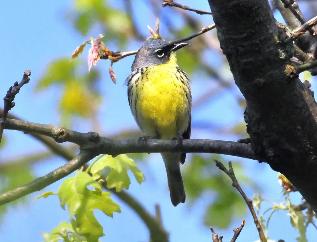 Kirtland's Warbler (Image Credits: Flickr)