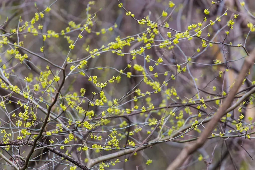 5. Northern Spicebush (Lindera benzoin) - A Migration Magnet (cricketsblog, Flickr, CC BY 2.0)