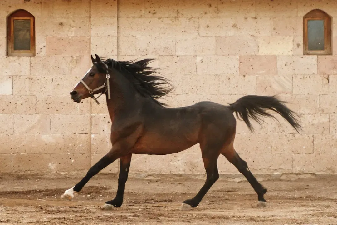 #7 - Hanoverian (Image Credits: Unsplash)