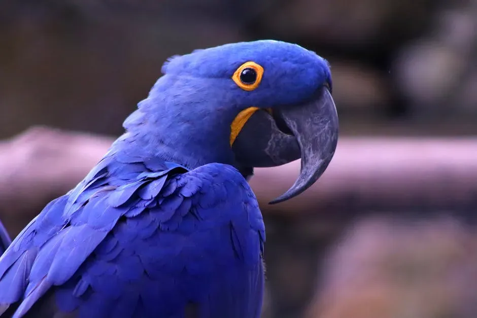 Pisces (February 19 &ndash; March 20): The Hyacinth Macaw (Image Credits: Pexels)