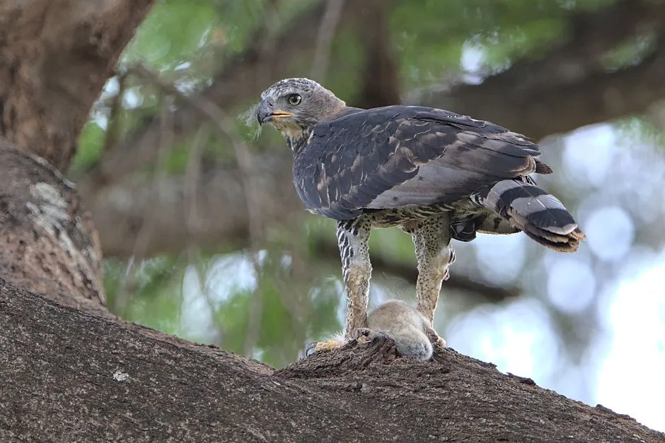 Capricorn &ndash; The Crowned Eagle: Ambitious Ruler of Difficult Terrain (Image Credits: Pexels)
