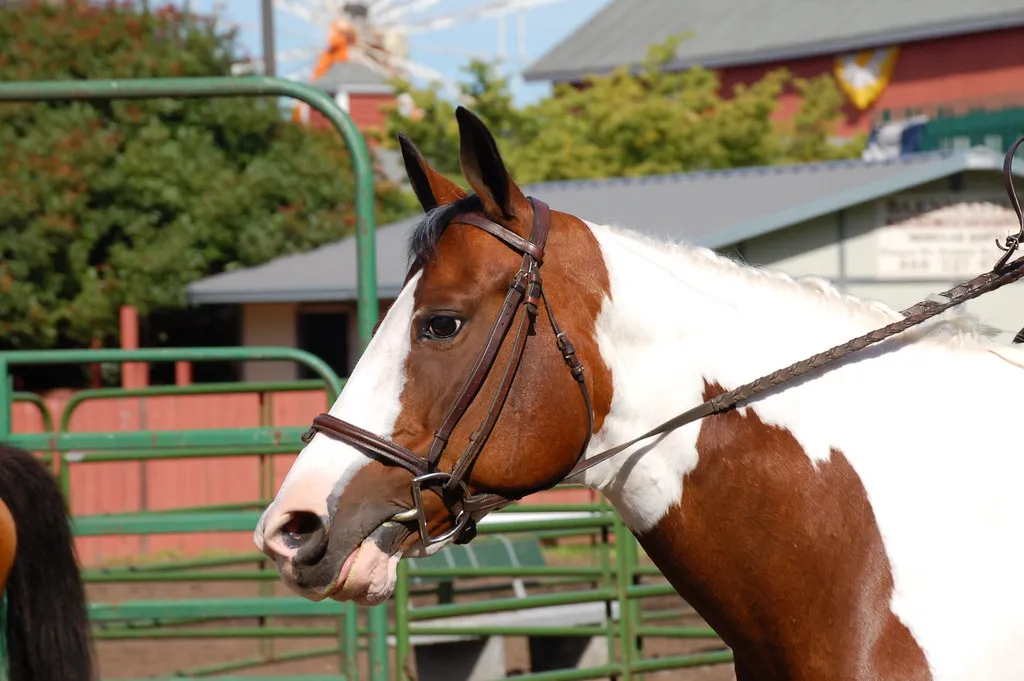 #6 - Paint Horse (Performance Lines) (Image Credits: Flickr)