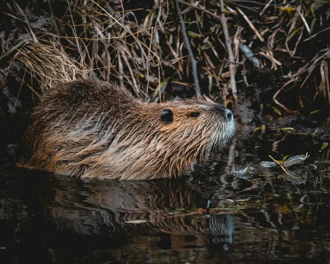 Conclusion: Letting Nature Do the Heavy Lifting (Image Credits: Unsplash)