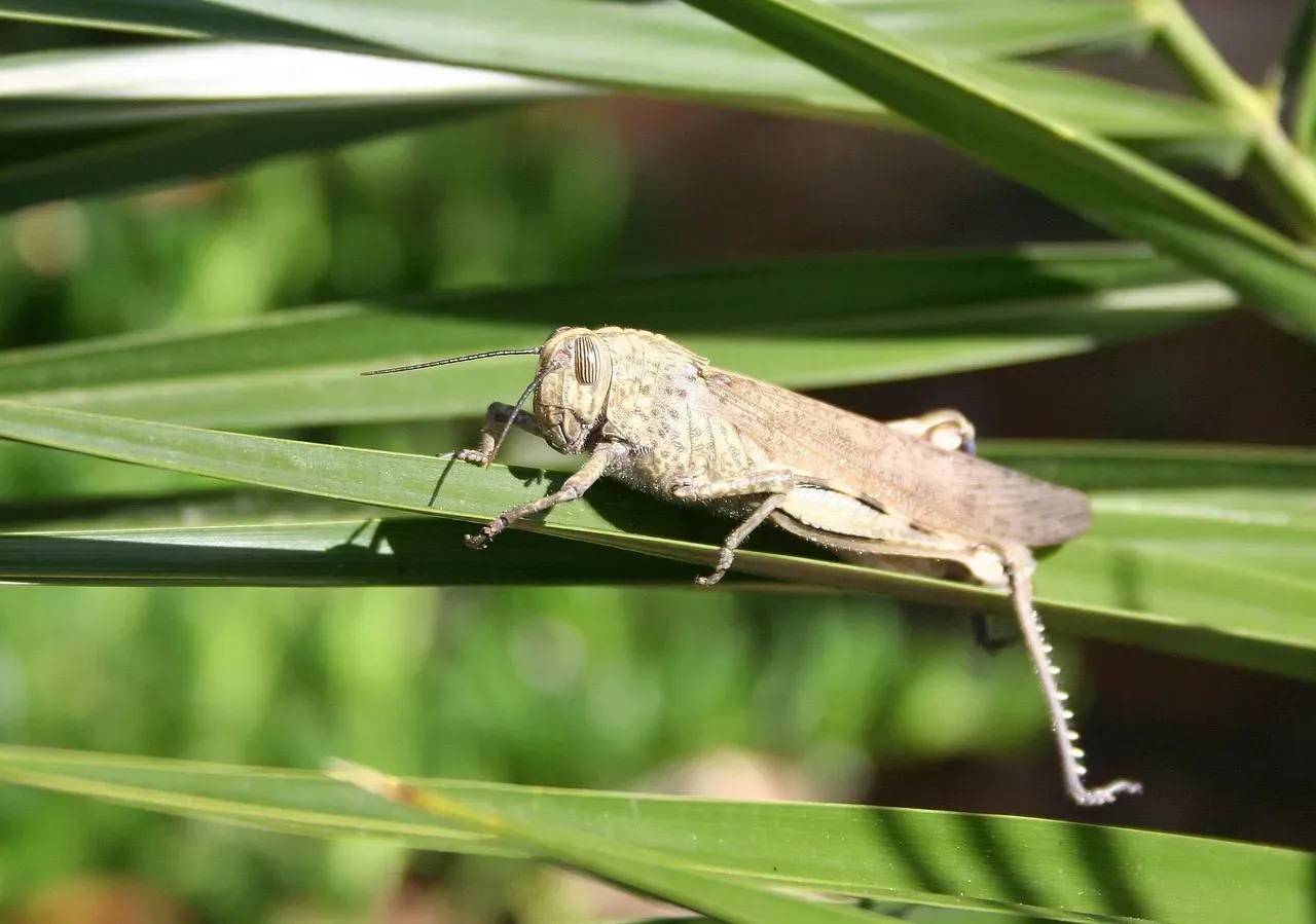 Why Such Brief Lives Exist: Evolution's Perspective (Image Credits: Pixabay)