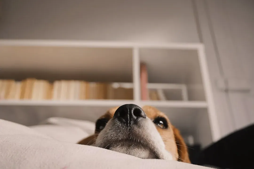 Alarm Clocks and Timers - The Daily Jolt of Stress (Image Credits: Unsplash)