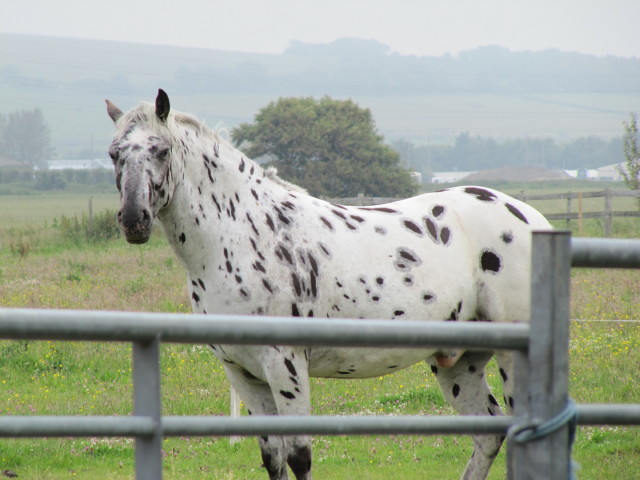 Aquarius: The Appaloosa - Unique Visionaries (Image Credits: Flickr)