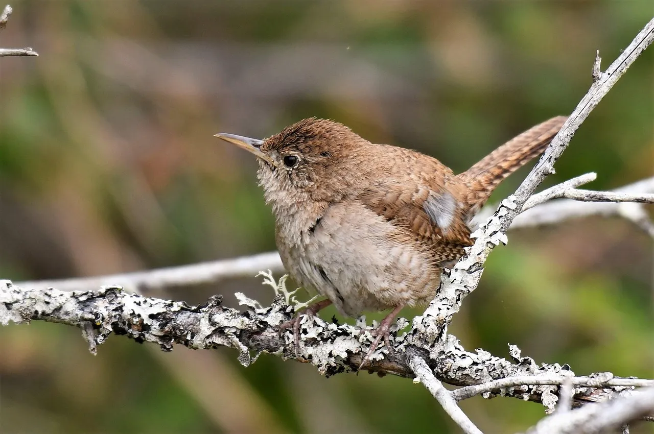 #36 - House Wren: The Little Voice You Notice Less (Image Credits: Pixabay)