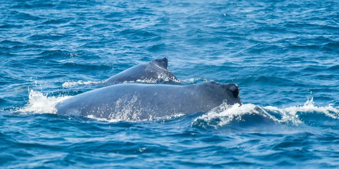 5. Gray Whale: Coastal Travellers With Remarkable Stamina (Image Credits: Unsplash)