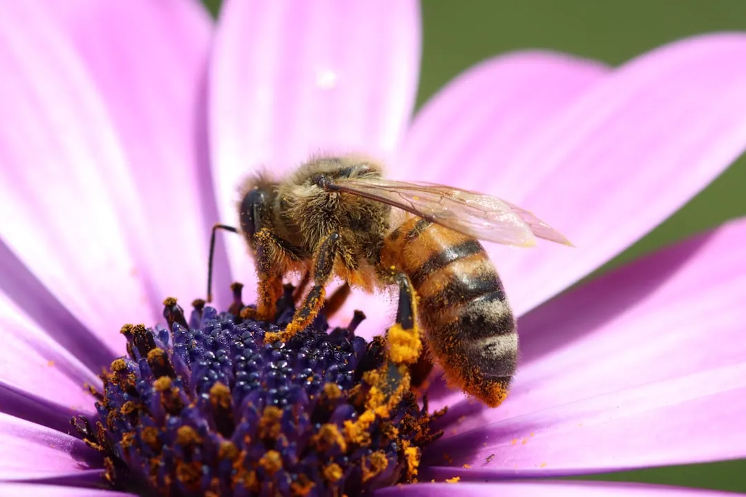 Your Garden Includes Native Plants to Attract Pollinators (Image Credits: Unsplash)